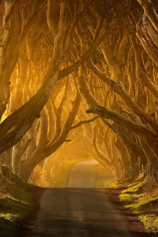 Amazing Tree Tunnel in the Northern Ireland