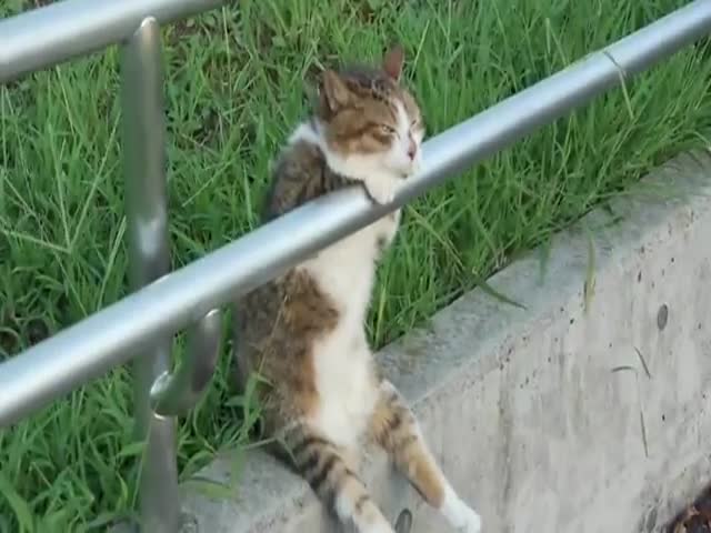 Just a Cat Chilling 