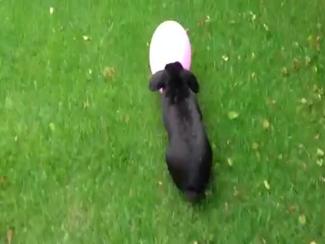 Bunny Loves Balloon Too Much 