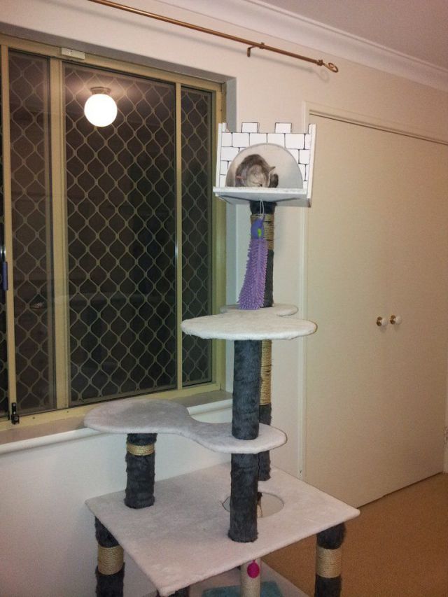 A Girl Builds a Tower for Her Cat