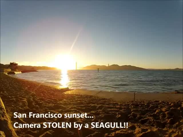 Seagull Steals GoPro Camera 
