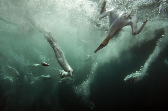 The Best Photos of the 2012 British Wildlife Photography Awards