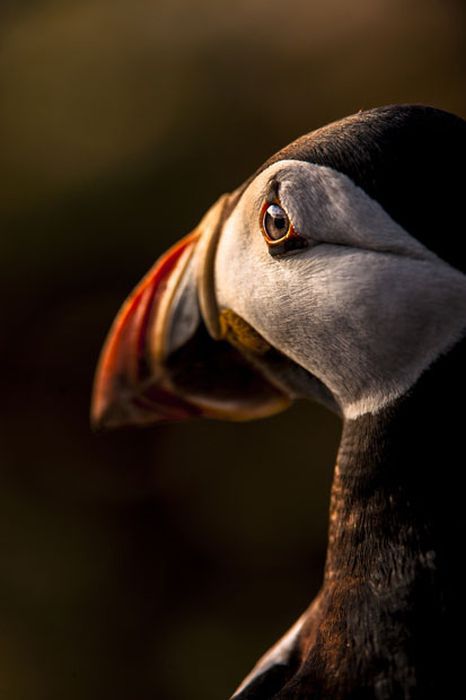 The Best Photos of the 2012 British Wildlife Photography Awards