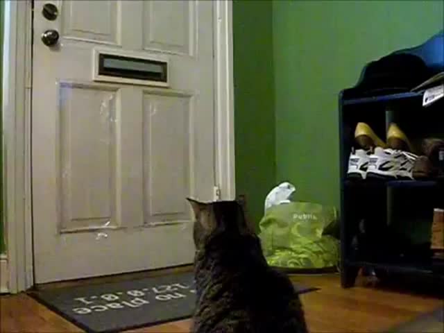 Cat Gets Mail 