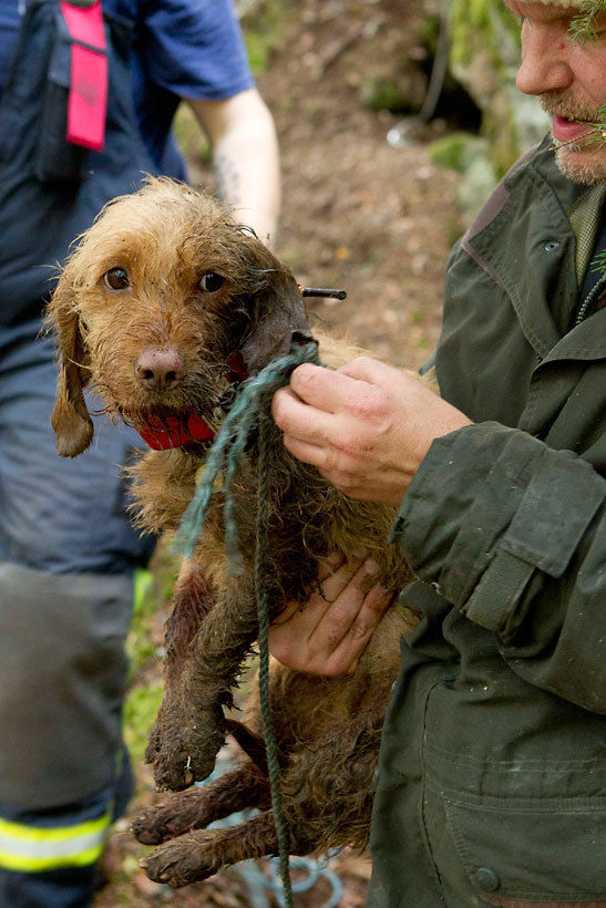 Dogs Saved After Being Trapped for Two Days