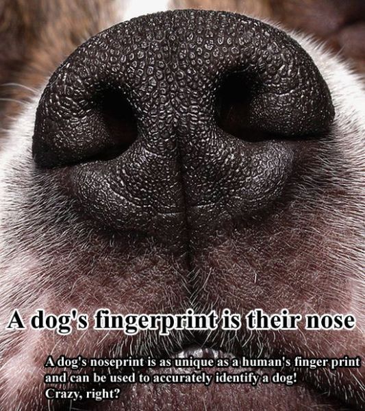 Surprising Facts about Dogs