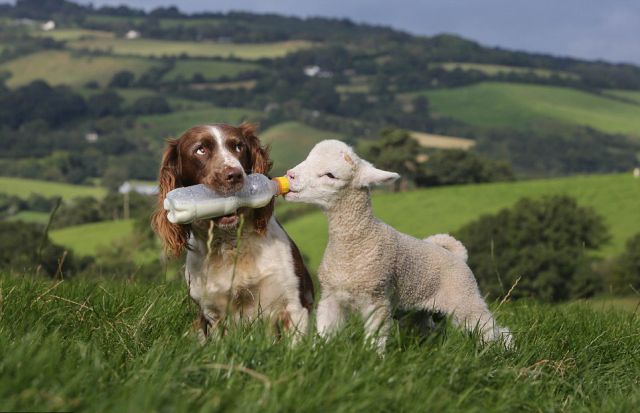 UK Dog Is an Amazing Lamb Nurse