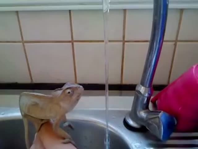 Chameleon Washing His Hands or Trying to Climb the Stream of Water? 