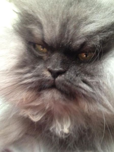 Colonel Meow Might Be the Angriest Cat on Earth