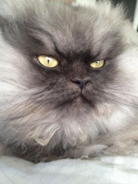 Colonel Meow Might Be the Angriest Cat on Earth
