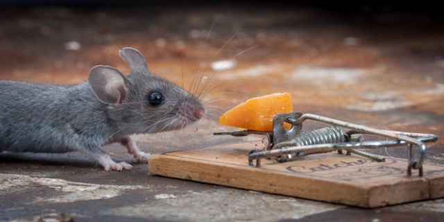 A Very Lucky Mouse