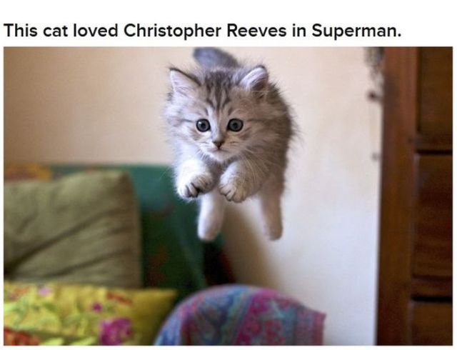 Funny Cats That Look Like Movie Characters