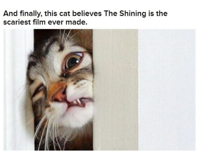 Funny Cats That Look Like Movie Characters