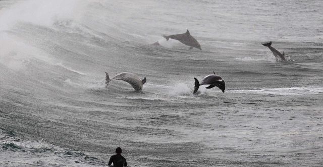 Surfing with Dolphins