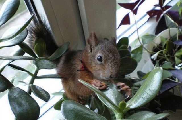Belarusian Soldier Becomes Best Friend for Rescued Squirrel