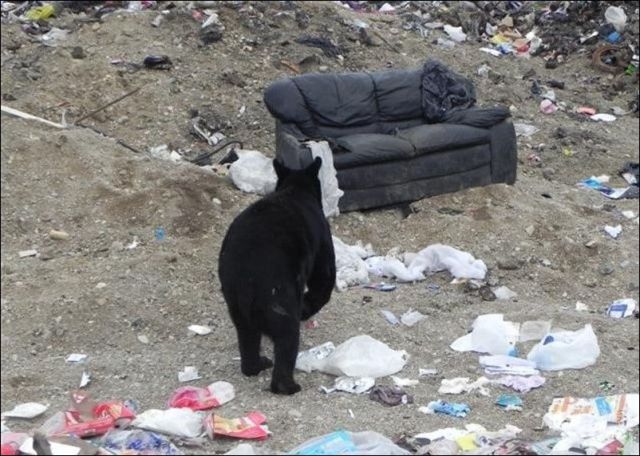 This Bear Loves to Chill Out
