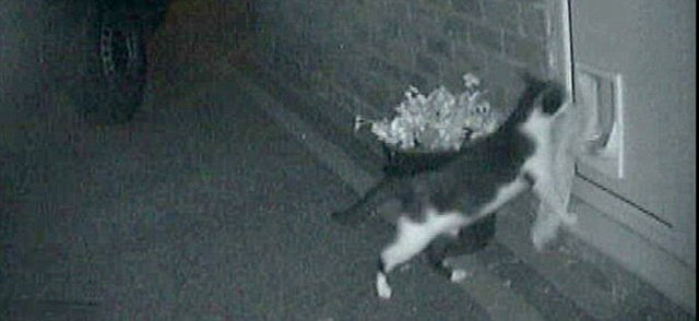 Burglar Cat Steals Things from the Neighbors