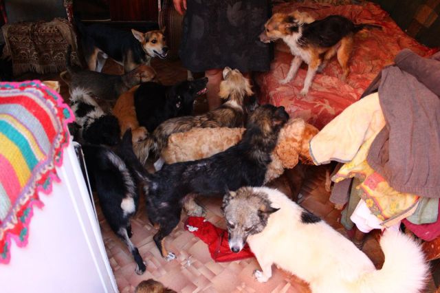 Woman Turned Her Home into Animal Shelter