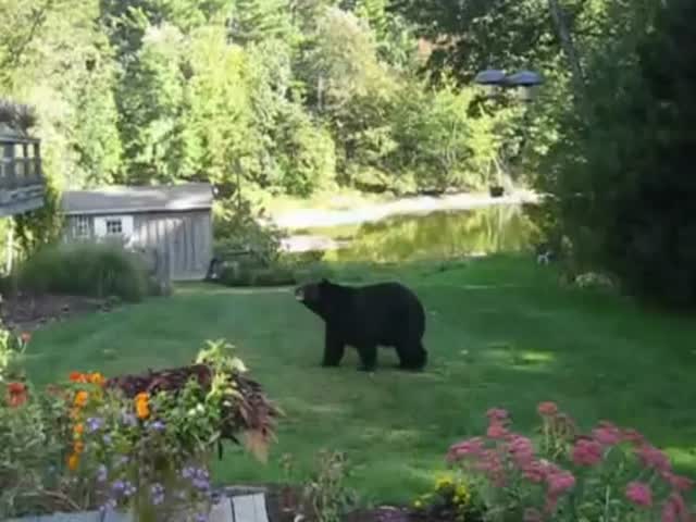 Crazy Woman Yells at a Bear to Scare It Away 