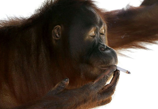 Orangutan Kicks The Habit To Give Birth