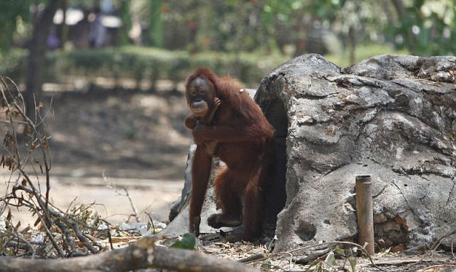 Orangutan Kicks The Habit To Give Birth