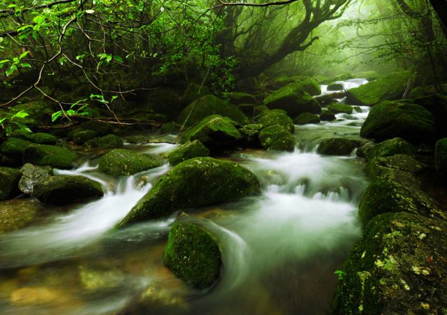Yakushima Island Forest a Natural Wonder