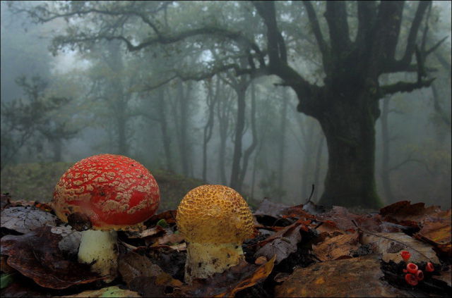 Magnificent Autumn Colours in Full Bloom