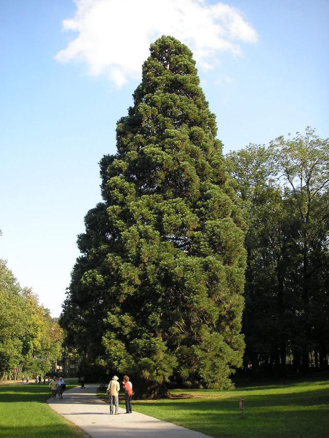 Enormous Sequoia Trees Are Hard to Miss!