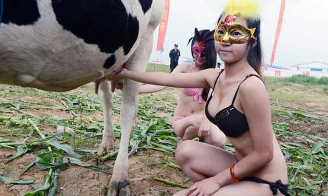 Dairy Cows on Display in First Ever Beauty Contest!