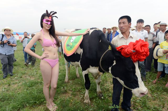 Dairy Cows on Display in First Ever Beauty Contest!