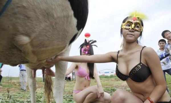 Dairy Cows on Display in First Ever Beauty Contest!