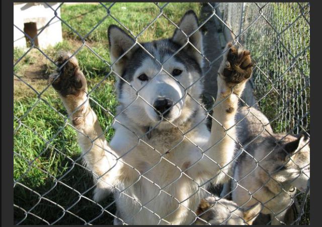 Family Saves 30 Siberian Huskies