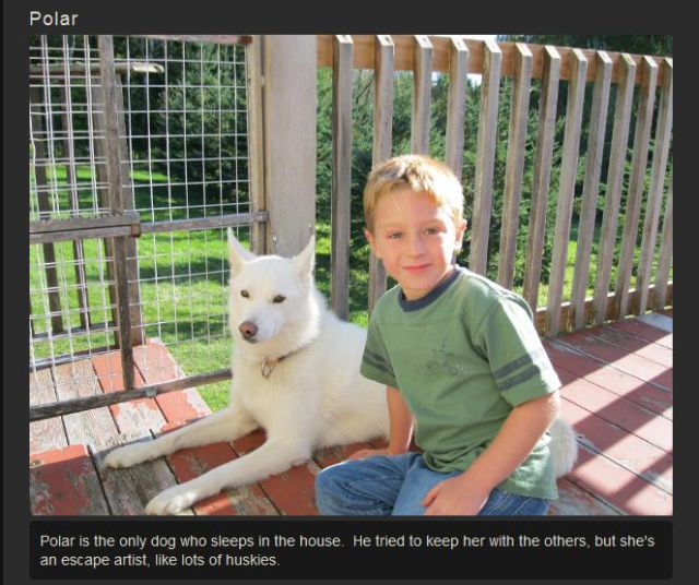 Family Saves 30 Siberian Huskies