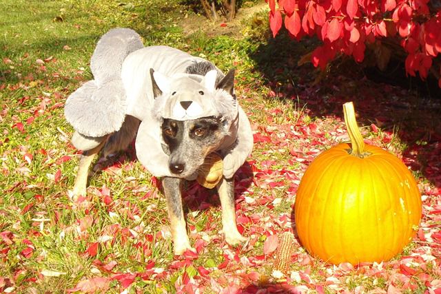 These Pets Are Sure To Make Their Owners Pay for Their Dud Costumes