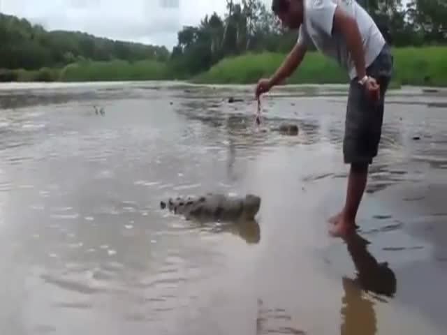 How Not to Feed a Crocodile 