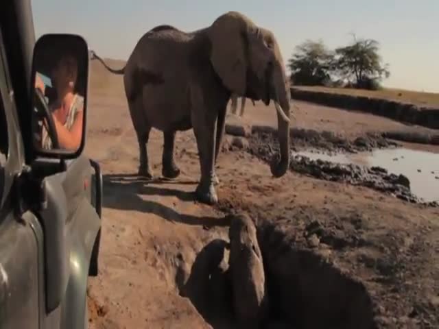 The Incredible Rescue of a Baby Elephant 