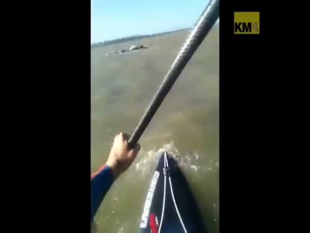 Puppy Gets Rescued from Sea by Paddle boarder 