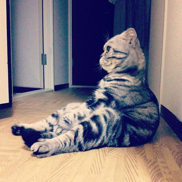 Scottish Fold Cat Has Found Fame on Instagram!