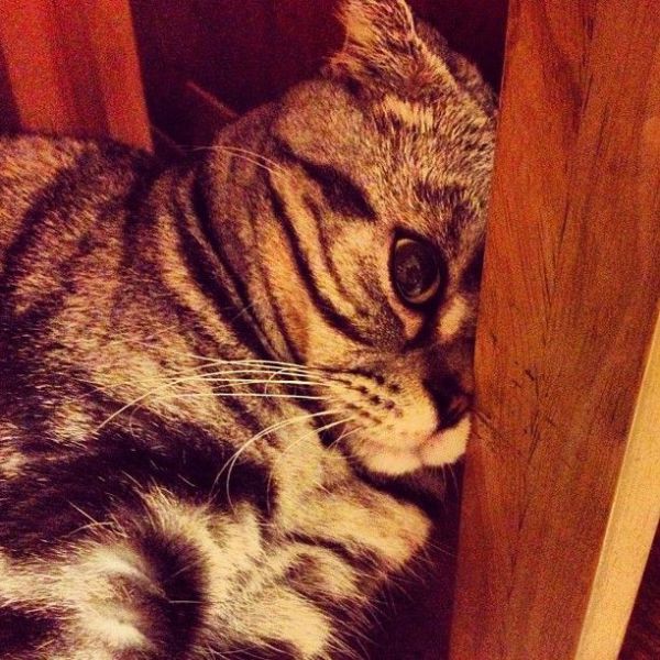 Scottish Fold Cat Has Found Fame on Instagram!