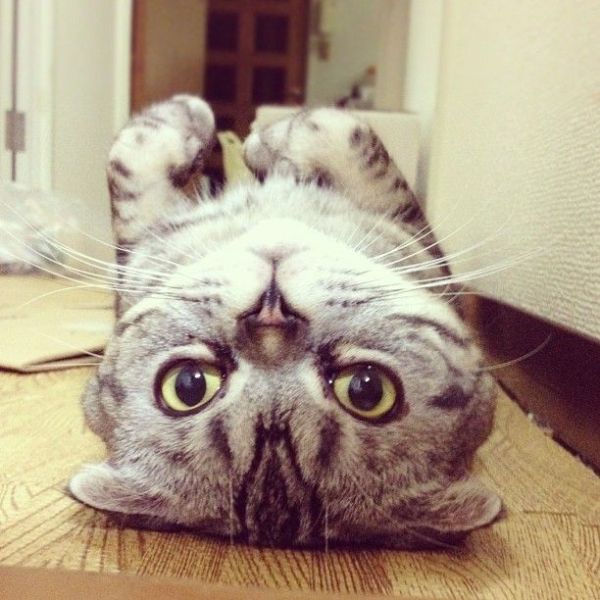 Scottish Fold Cat Has Found Fame on Instagram!