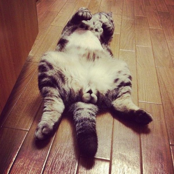 Scottish Fold Cat Has Found Fame on Instagram!