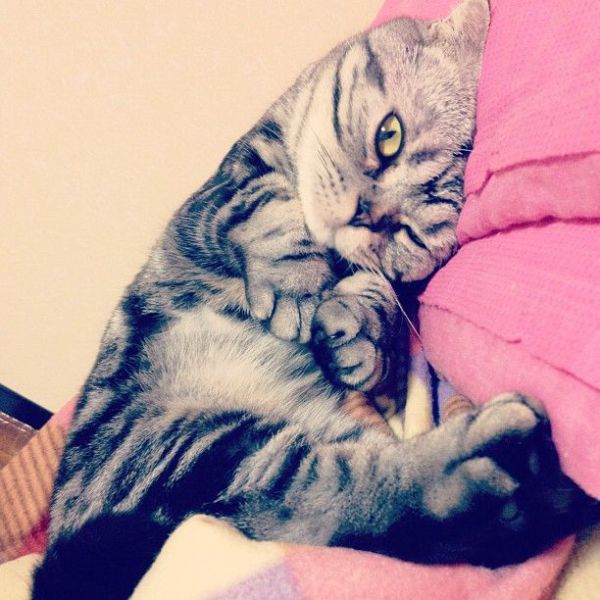 Scottish Fold Cat Has Found Fame on Instagram!