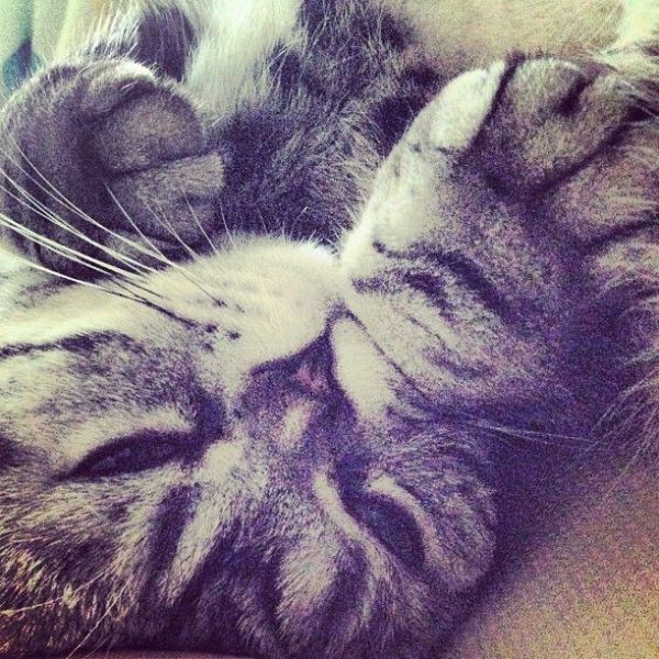 Scottish Fold Cat Has Found Fame on Instagram!