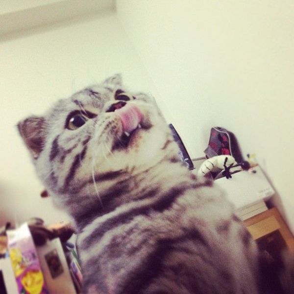 Scottish Fold Cat Has Found Fame on Instagram!