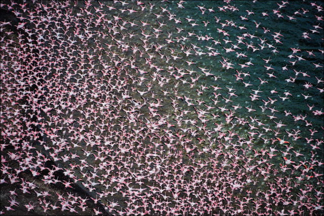 A Sea of Pink Feathers!