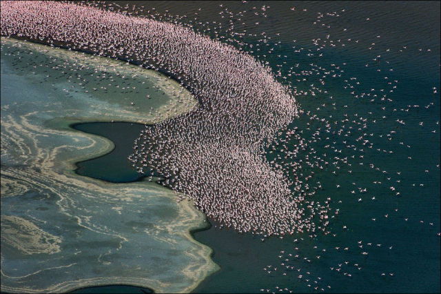 A Sea of Pink Feathers!