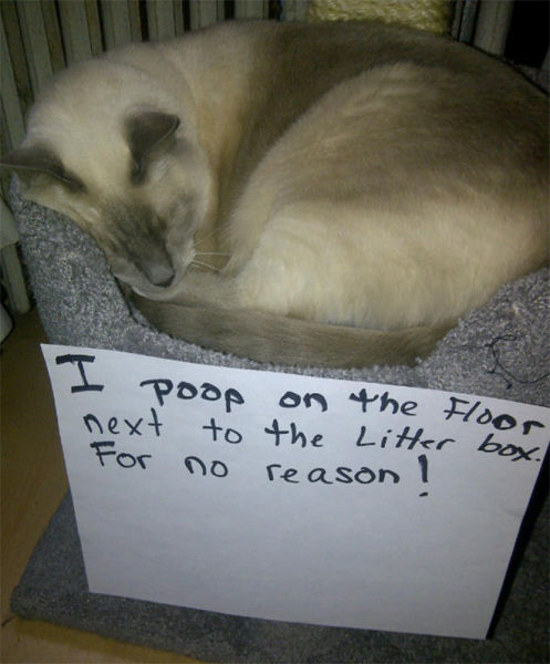 A Small Payback for Disgraceful Cats!