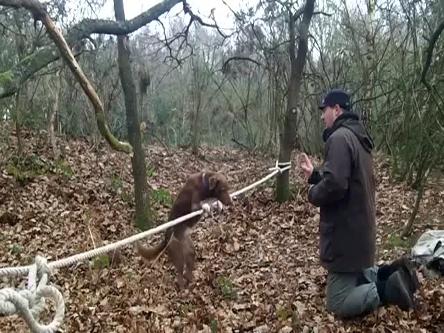 Incredible Acrobatic Dog 