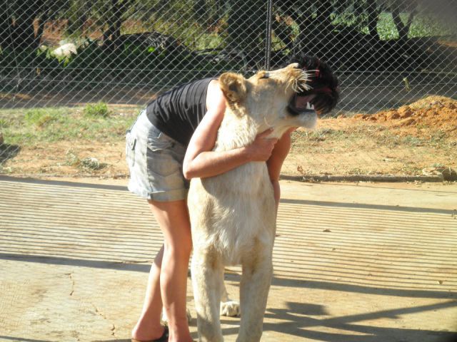 Honey, It’s Time to Take the Lion for A Walk!
