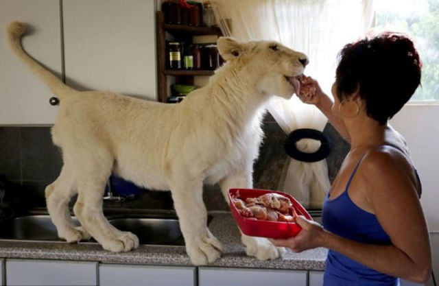 Honey, It’s Time to Take the Lion for A Walk!